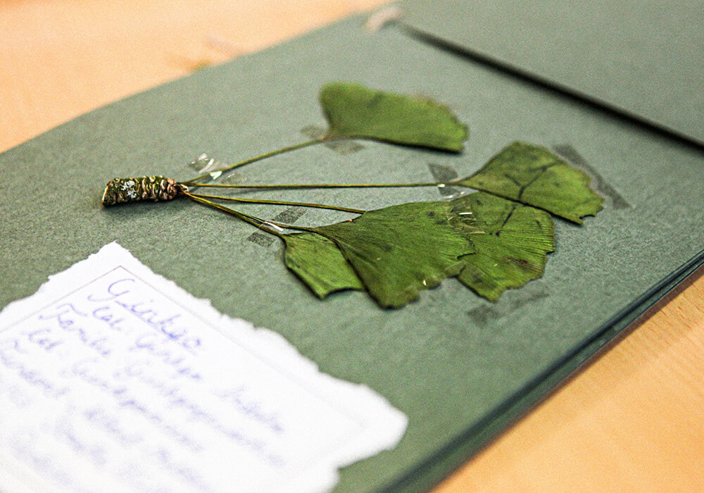 Fach Naturwissenschaften am Landesmusikgymnasium RLP